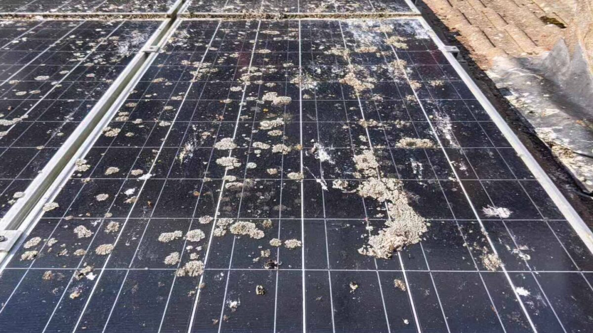 Before: Solar Panel Cleaning